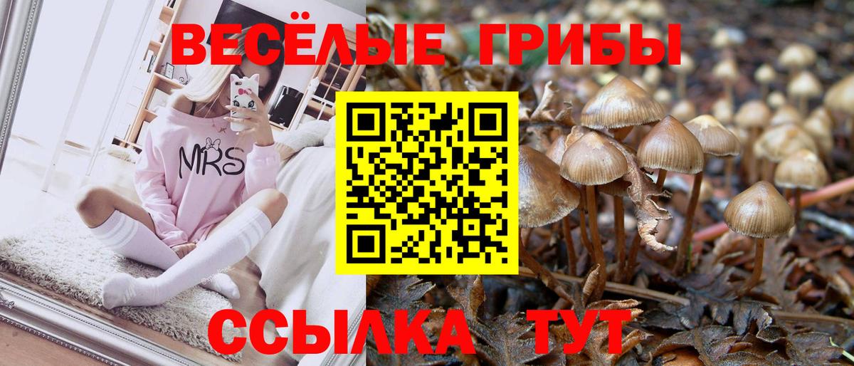 Псилоцибиновые грибы Psilocybine cubensis Новосибирск